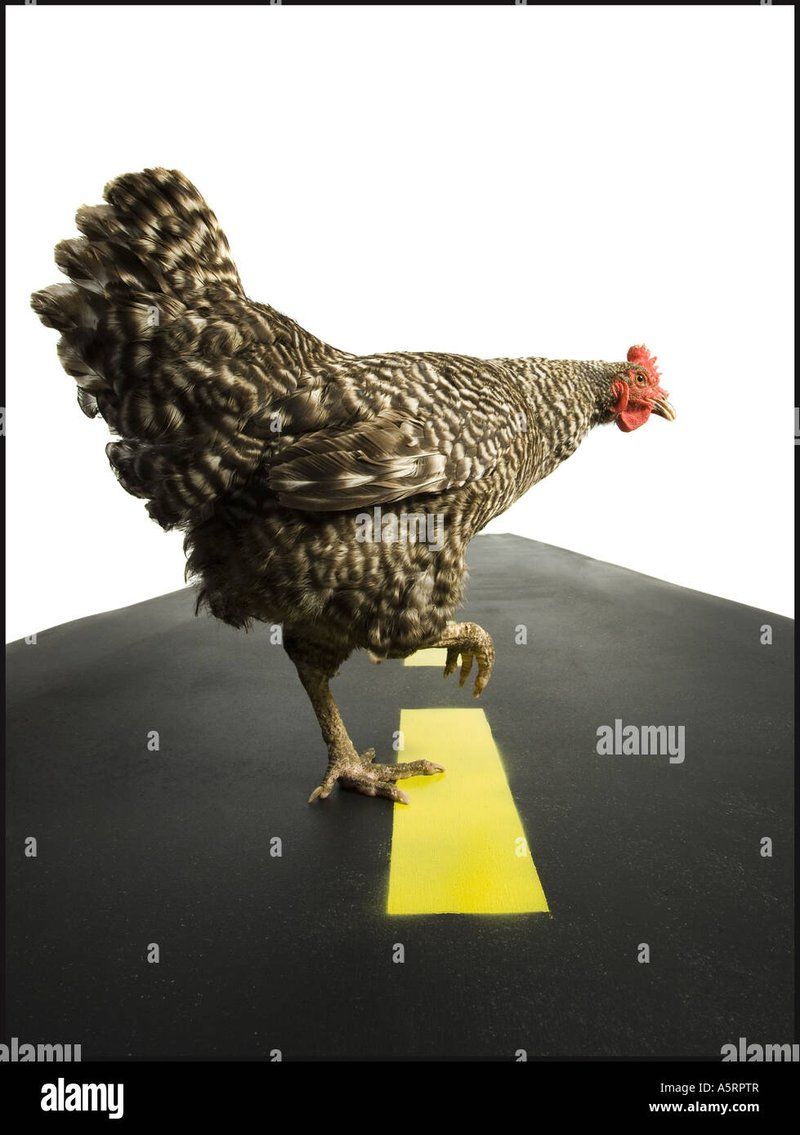 Best chicken road oyna in Germany