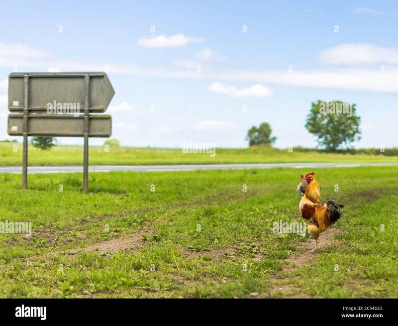 Netherlands - chicken road casino